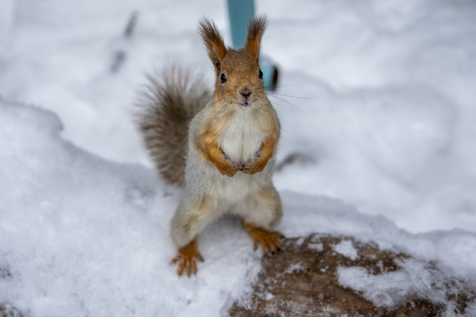 Novosibirsk Zoo - My, Novosibirsk, Zoo, The photo, Longpost