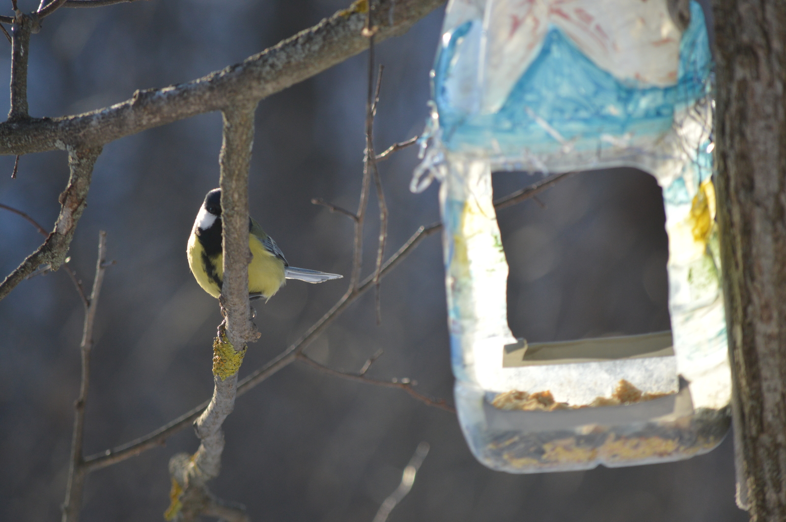 Titmouse - My, Beginning photographer, Birds, Tit, The photo, Nature, Longpost