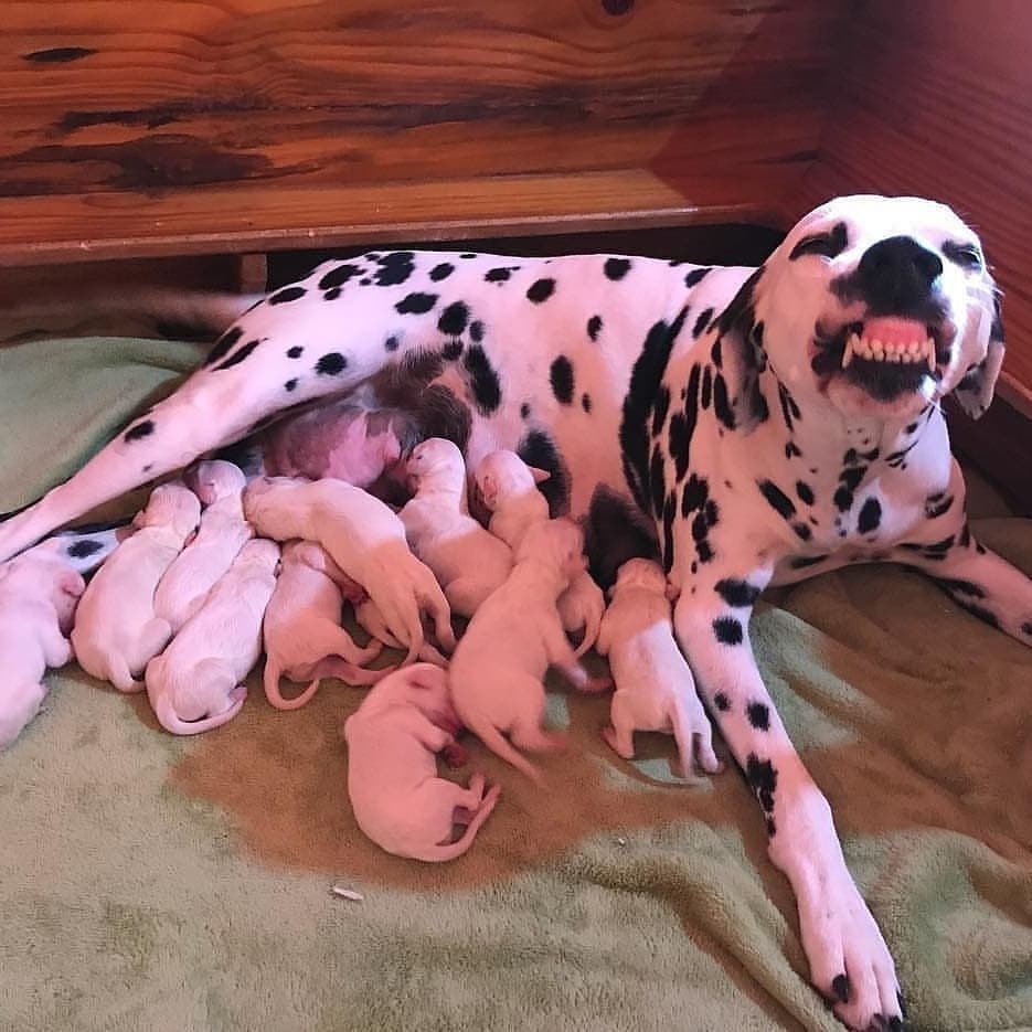 Angry mom - Dog, , Puppies, Dalmatian