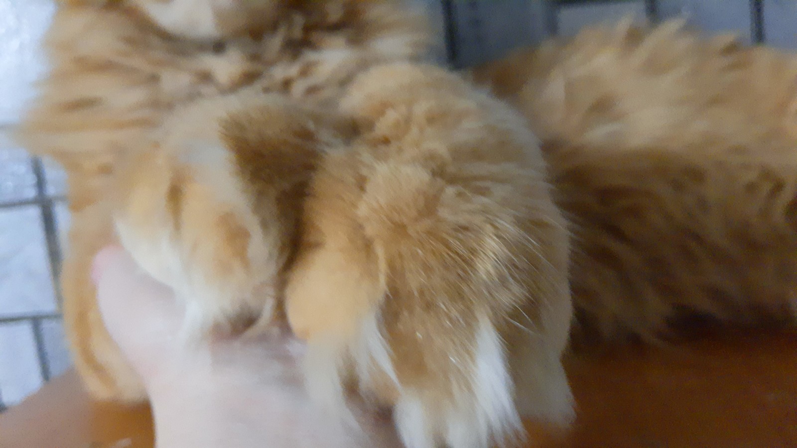 Paws - My, Catomafia, cat, Paws