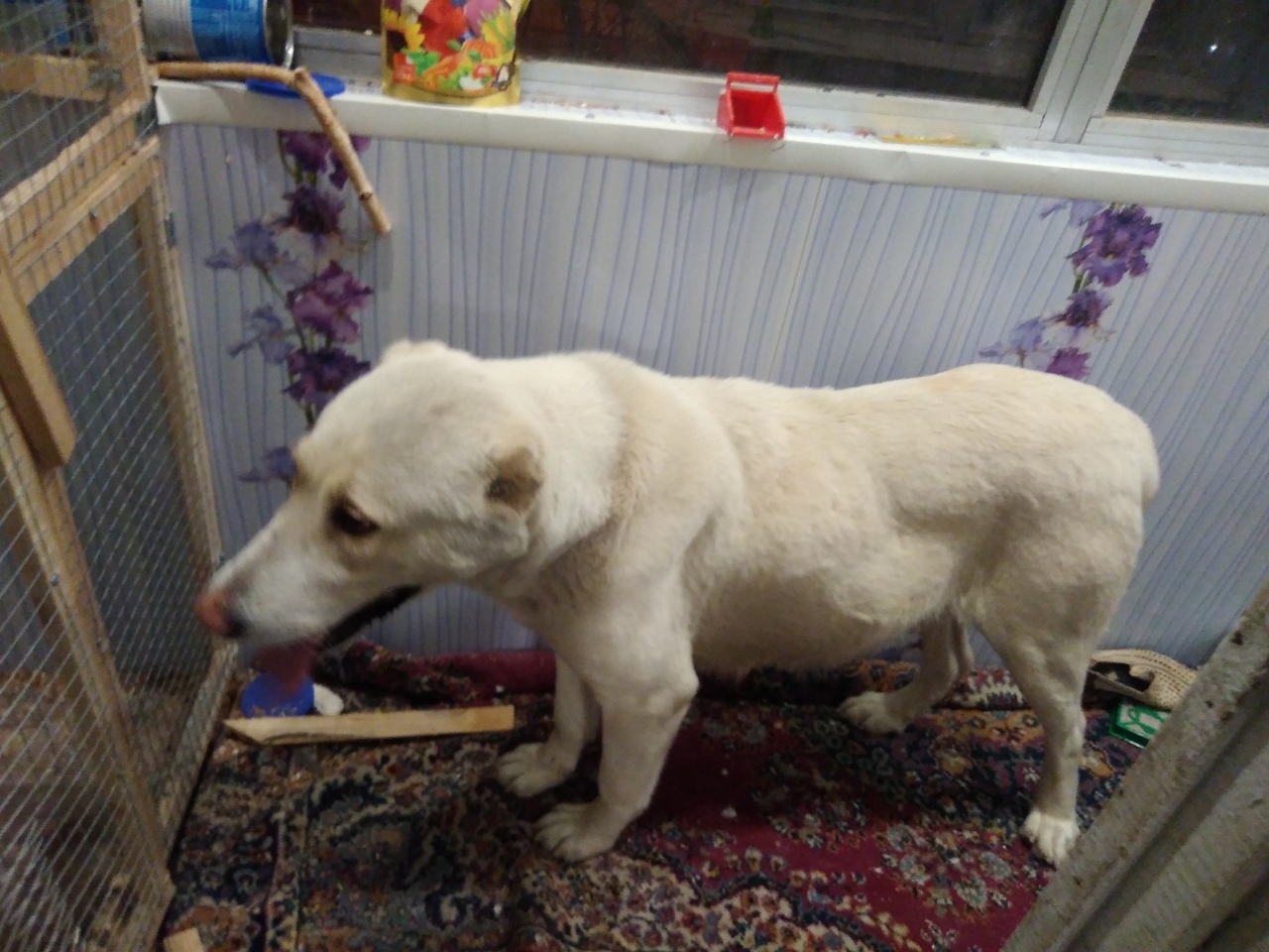 Foundling Alabai. - My, Alabai, Longpost, Voronezh, Found a dog, No rating, Dog