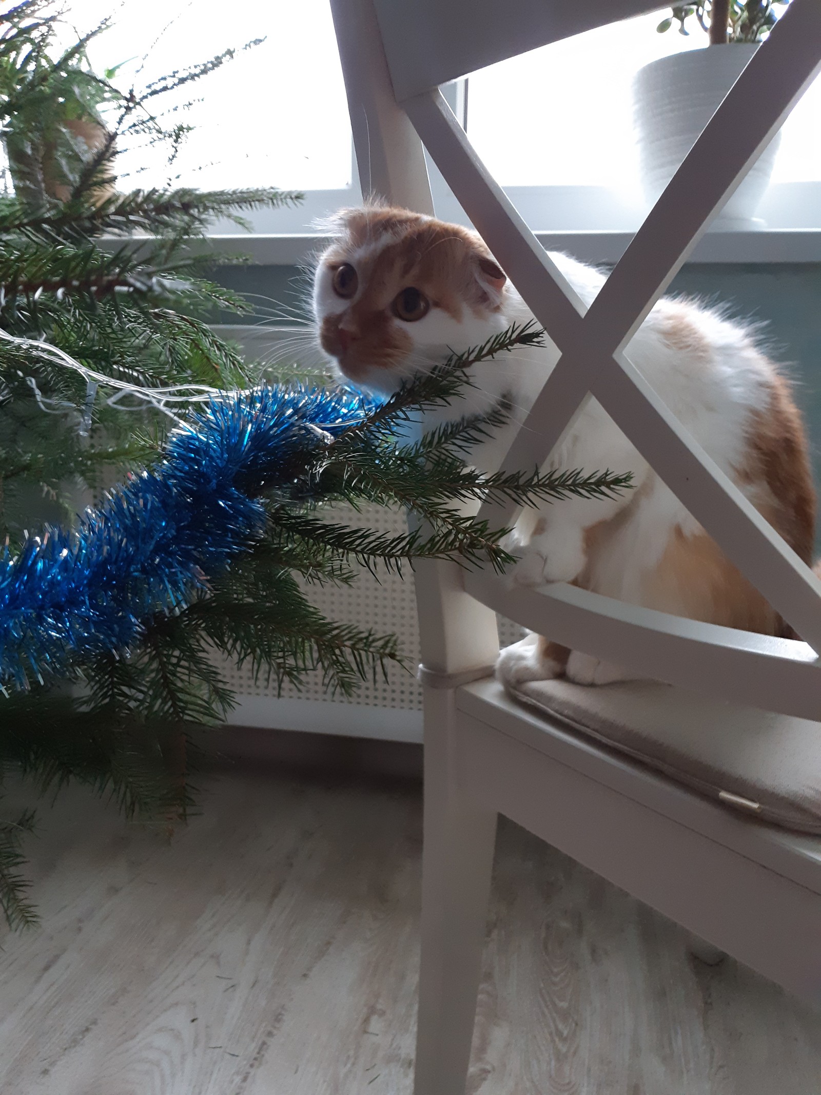 Christmas tree and cat. - My, cat, Christmas tree, Longpost