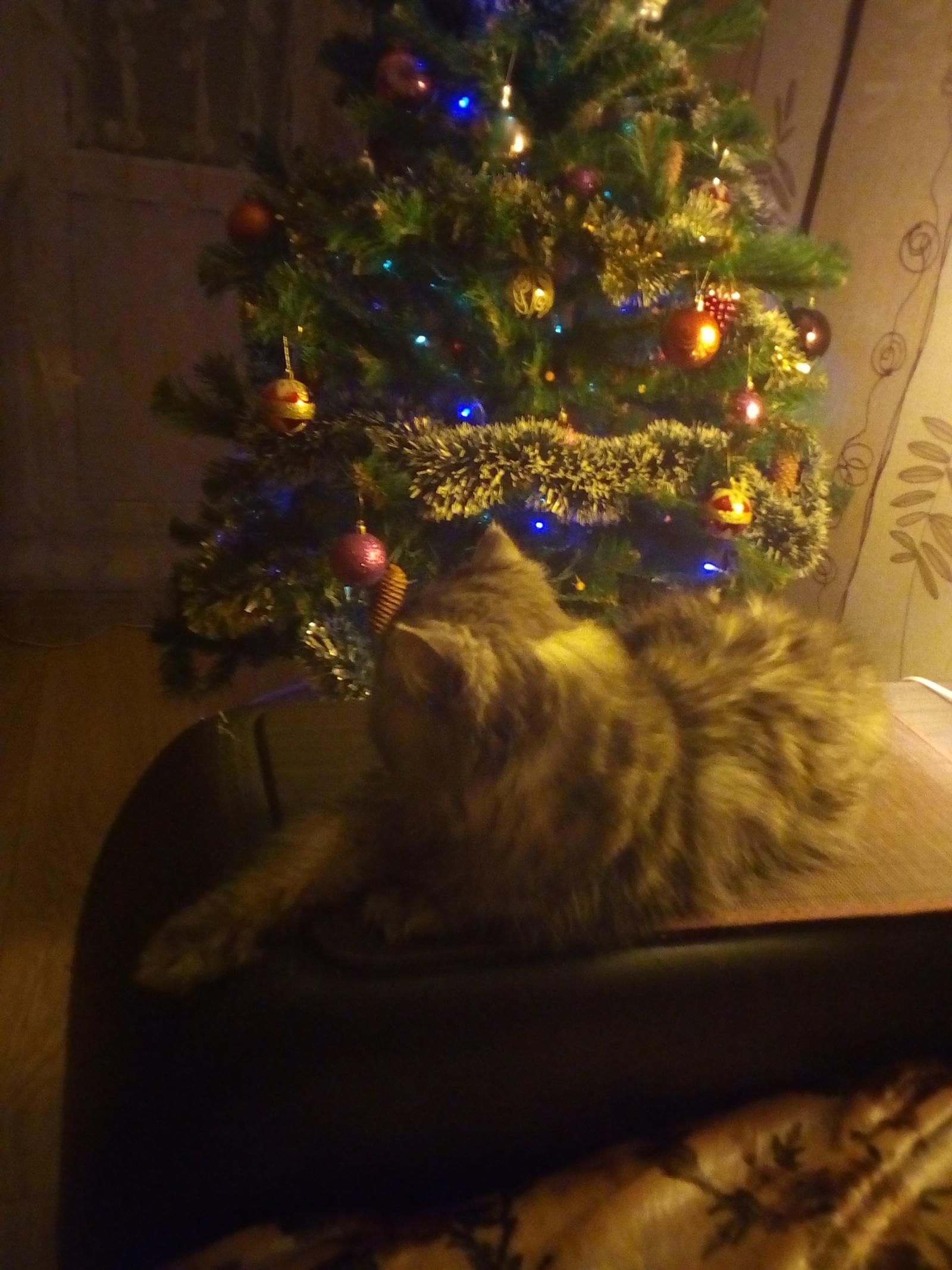 New Year. - My, Toka today put up a Christmas tree, cat, New Year, Christmas tree, Insidious cats, Longpost