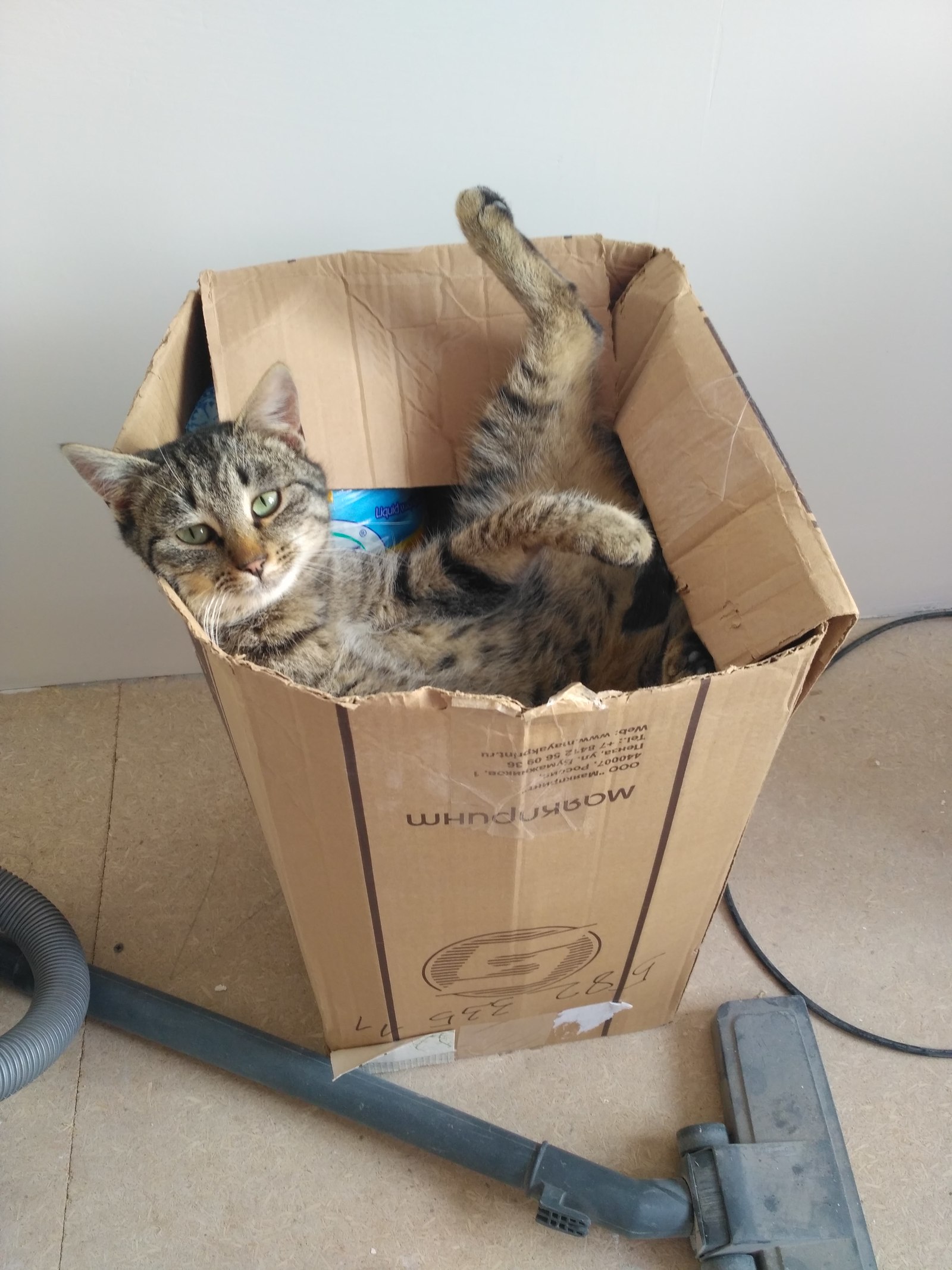 An island of serenity in the midst of renovations - My, cat, Relax, Hoba, Box, Relaxation, Longpost