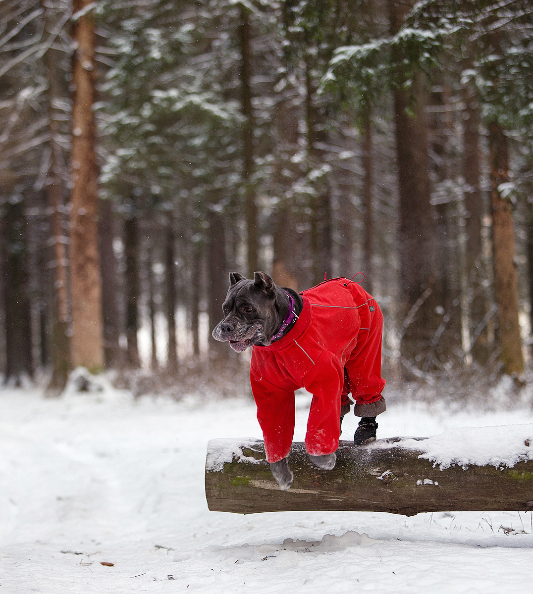 Corso and Russian winter - My, Dog, Cane Corso, The photo, Winter, Good boy, freezing, Longpost