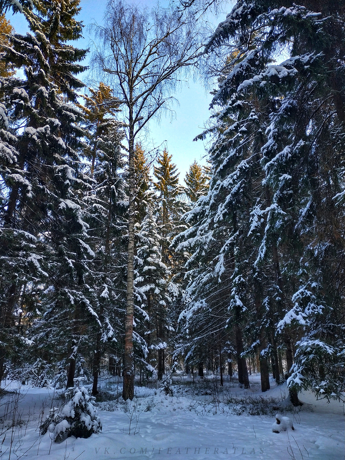 Winter - My, Featheratlas, Nature, Forest, The photo, Winter, Longpost