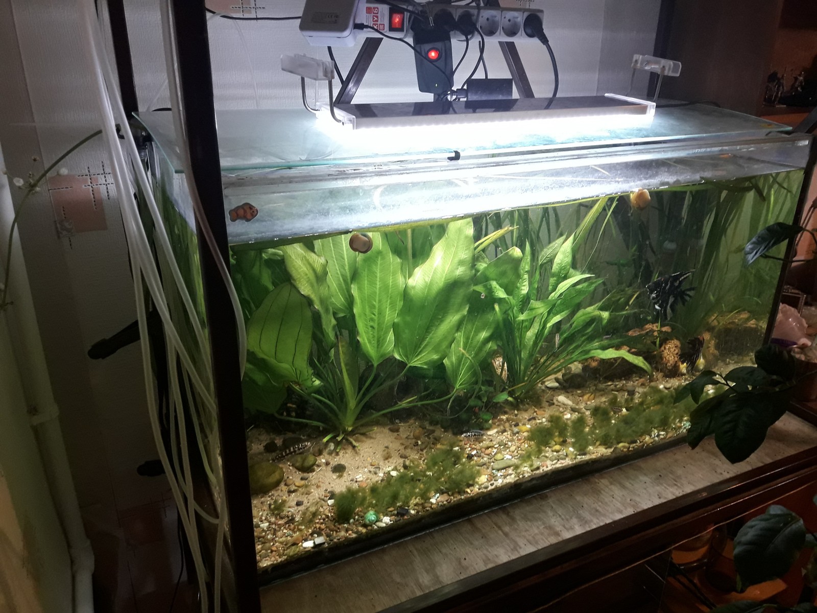 My aquarium in a year :) - My, Aquarium, Aquarium plants, Longpost