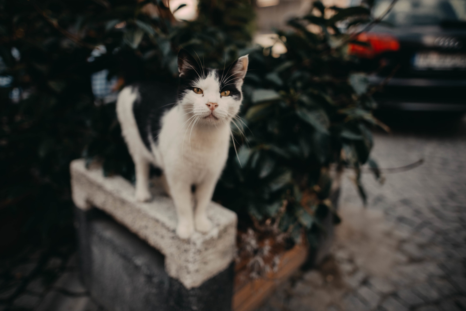 Istanbul and the Princes' Islands - My, Istanbul, The photo, League of photographers, Turkey, Photographer, Nikon, Travels, Longpost