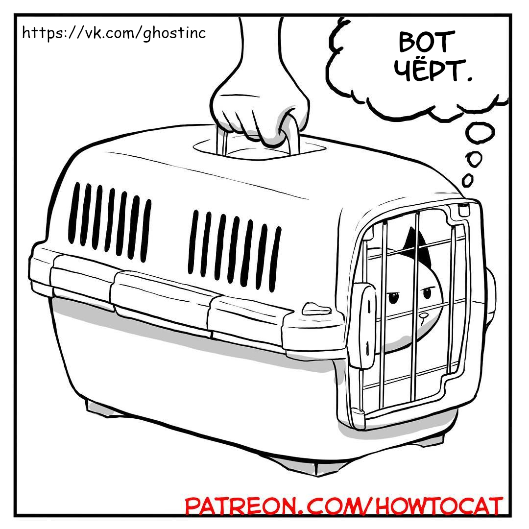 A trip to the vet - Comics, Translated by myself, Howtocat, cat, Vet, Longpost