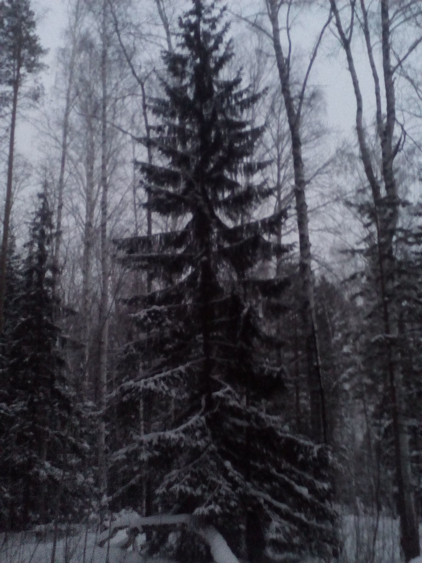 winter spruce - My, Nature, Ural, Forest, Longpost