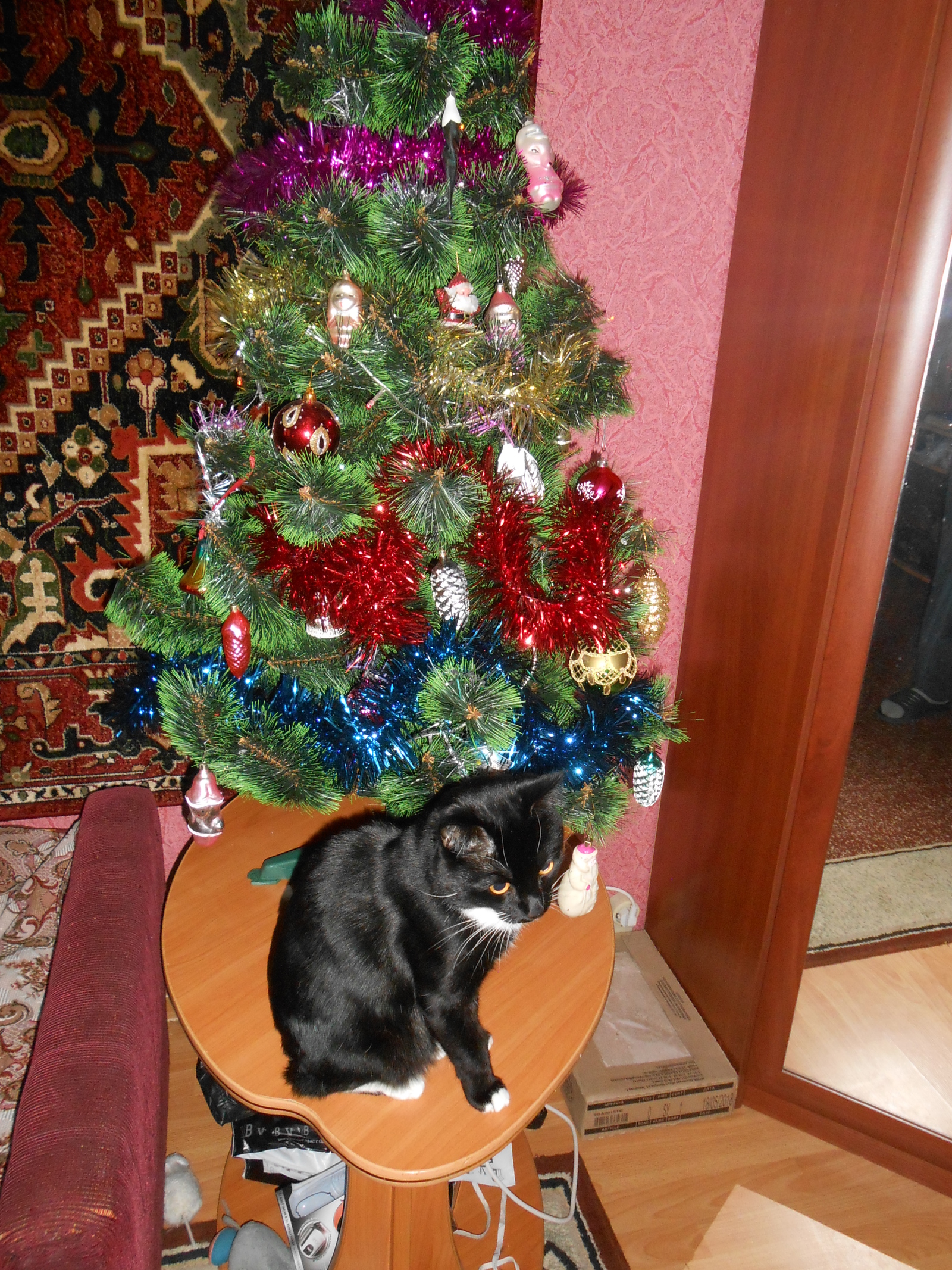 New Year's cat) - My, , Holiday greetings, Longpost, cat