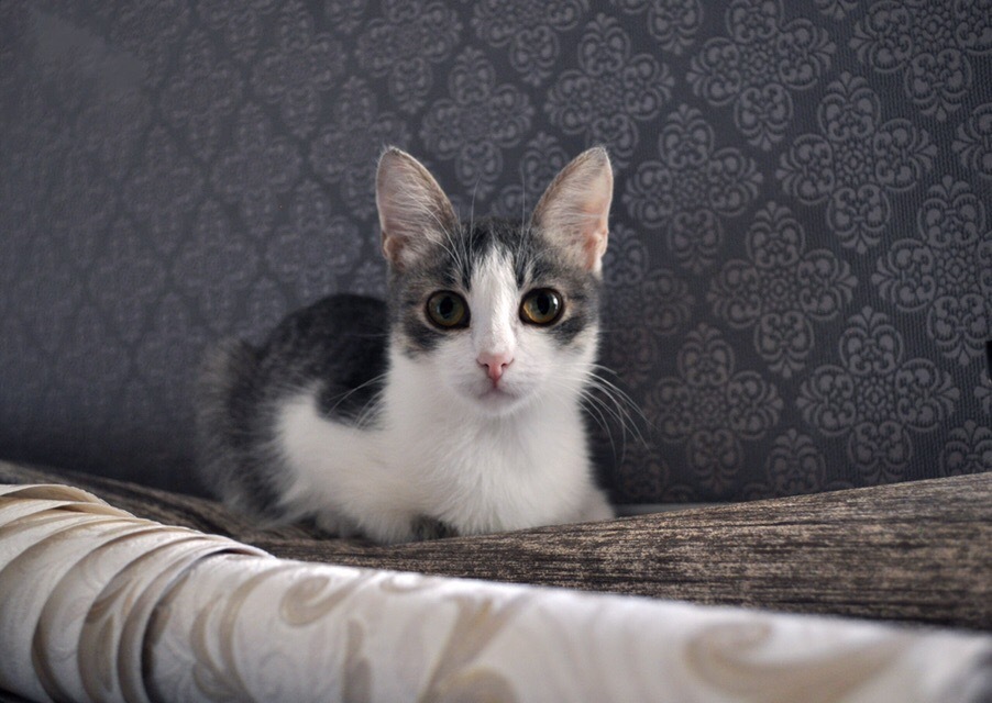 Eared Gizmo or whoever waits a long time will surely wait - My, cat, Catomafia, Animal Rescue, Animal shelter, Kittens, Chelyabinsk, No rating, Real life story, Video, Longpost