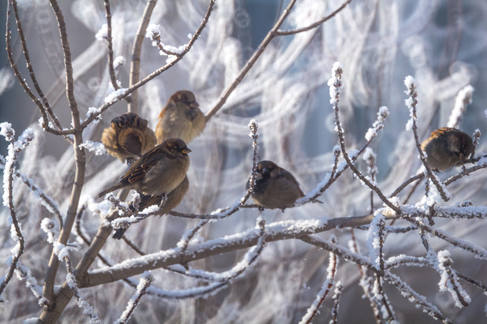 From a cannon to sparrows - My, The photo, Nature, Birds, freezing, Frost, Longpost