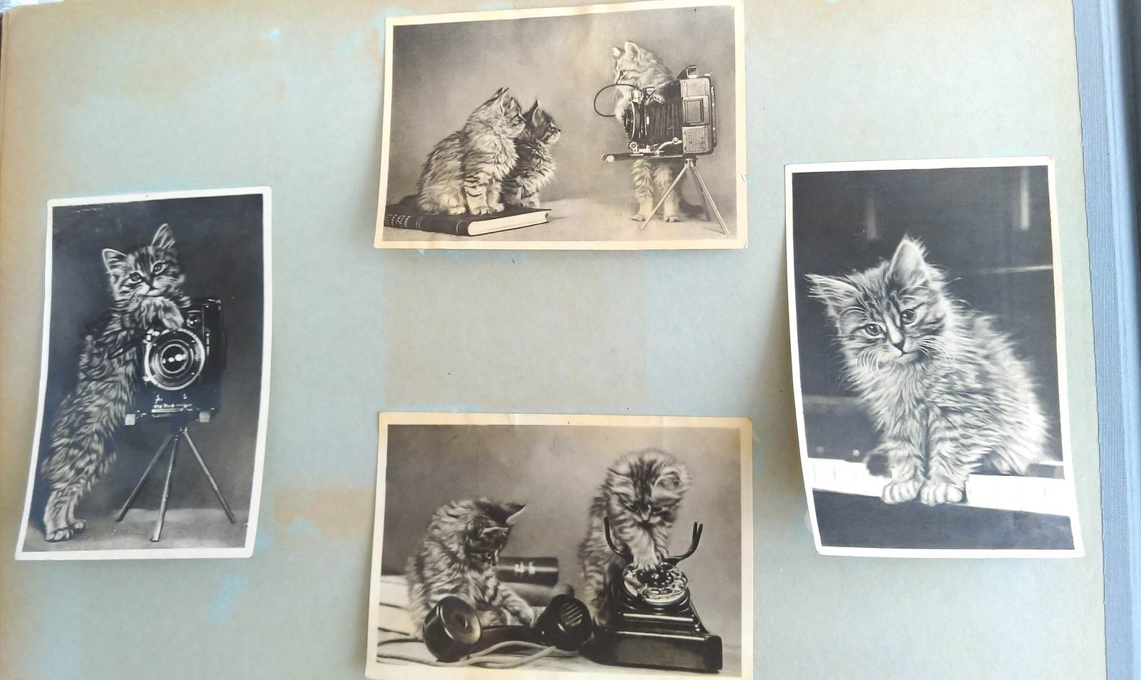 Kittens for all time - My, Kittens, cat, Postcard, Longpost