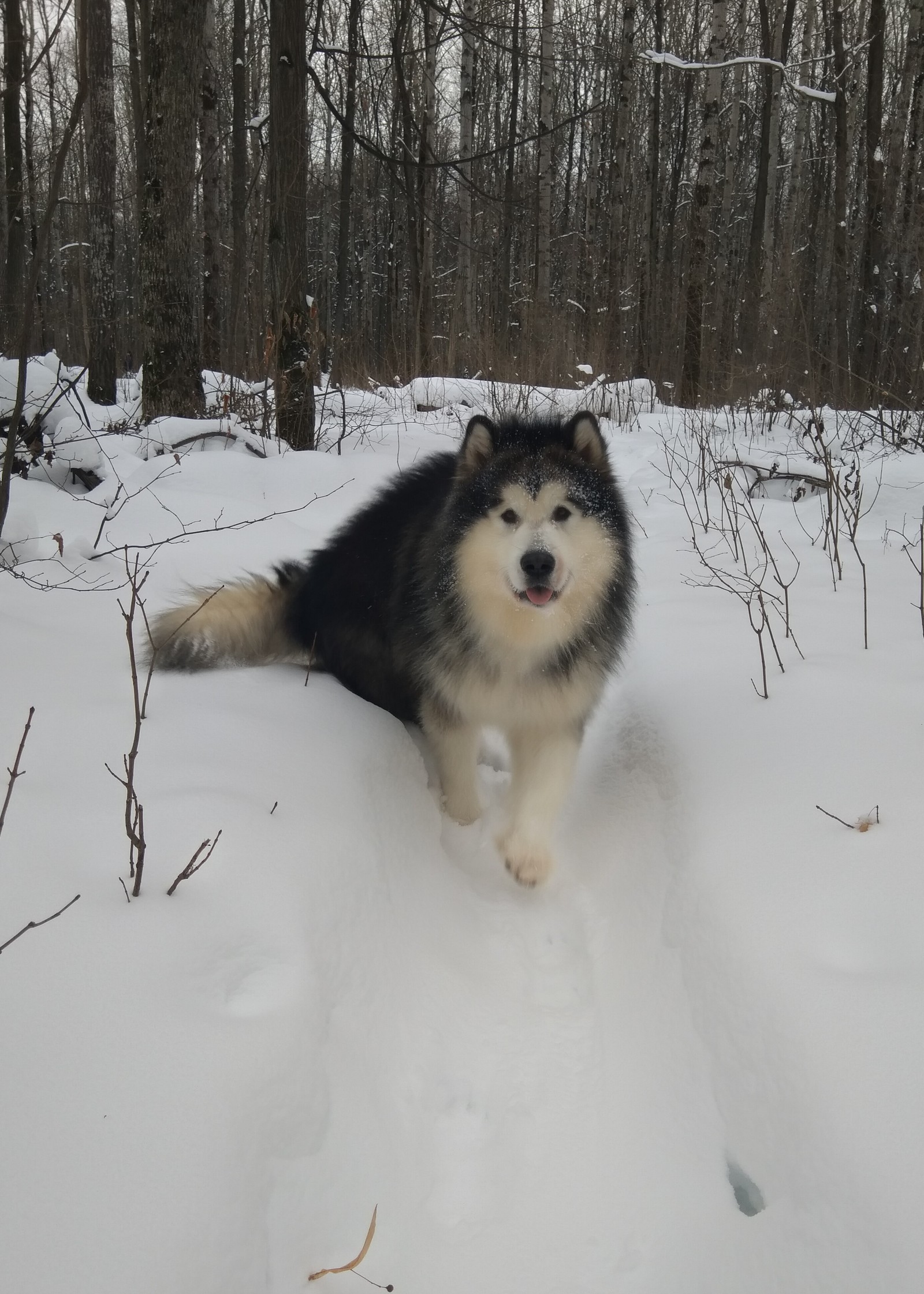 Just Mishka Malamute - My, Dog, Alaskan Malamute, Longpost