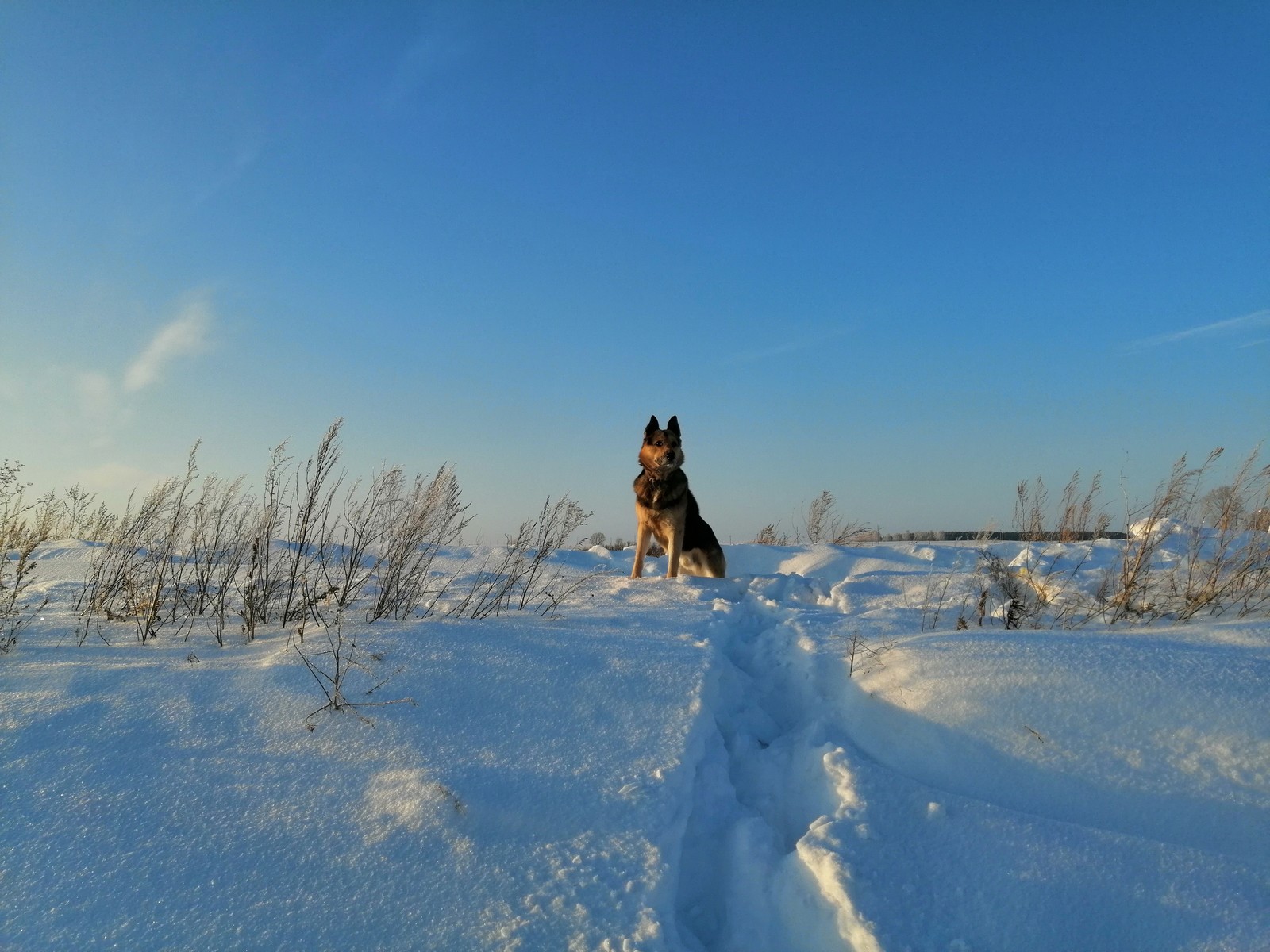 Lucky shot - My, The photo, Dog, Frame, Lucky shot, Lucky moment