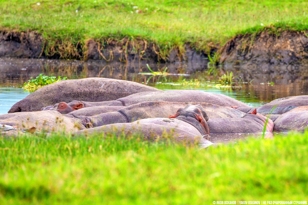 Blood sweat and why hippopotamuses are the coolest phytons of the animal world. - My, Animals, hippopotamus, , Kenya, Tanzania, Africa, Longpost