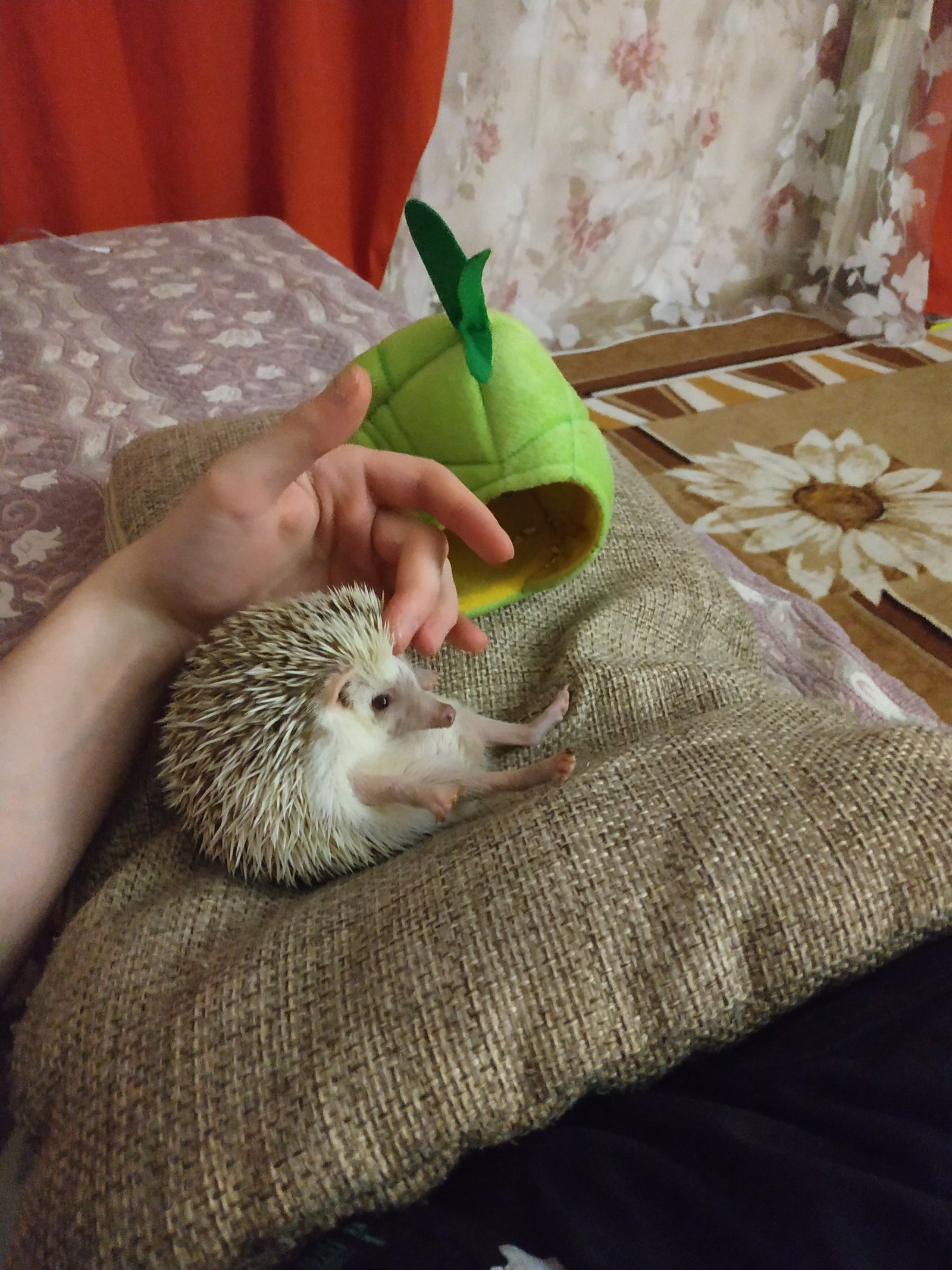 prickly cuteness - My, African pygmy hedgehog, Pets, Hedgehog, Longpost