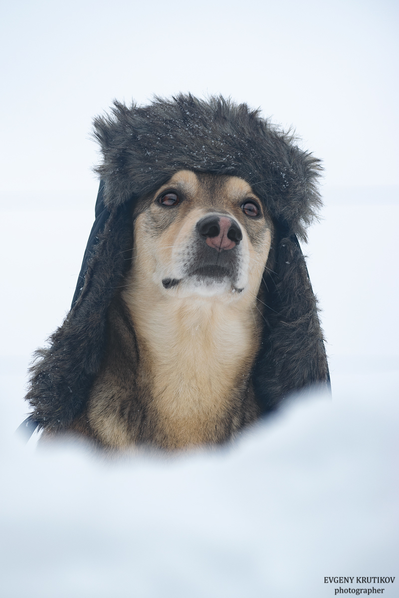 To keep your ears from getting cold. - My, Dog, Hat with ear flaps, The photo, Nikon d5300