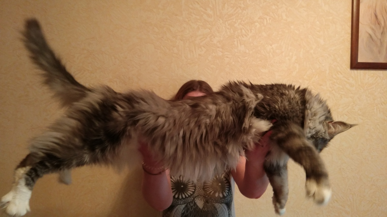 We give the Maine Coon in good hands! - My, cat, In good hands, Moscow, Maine Coon, No rating, Longpost