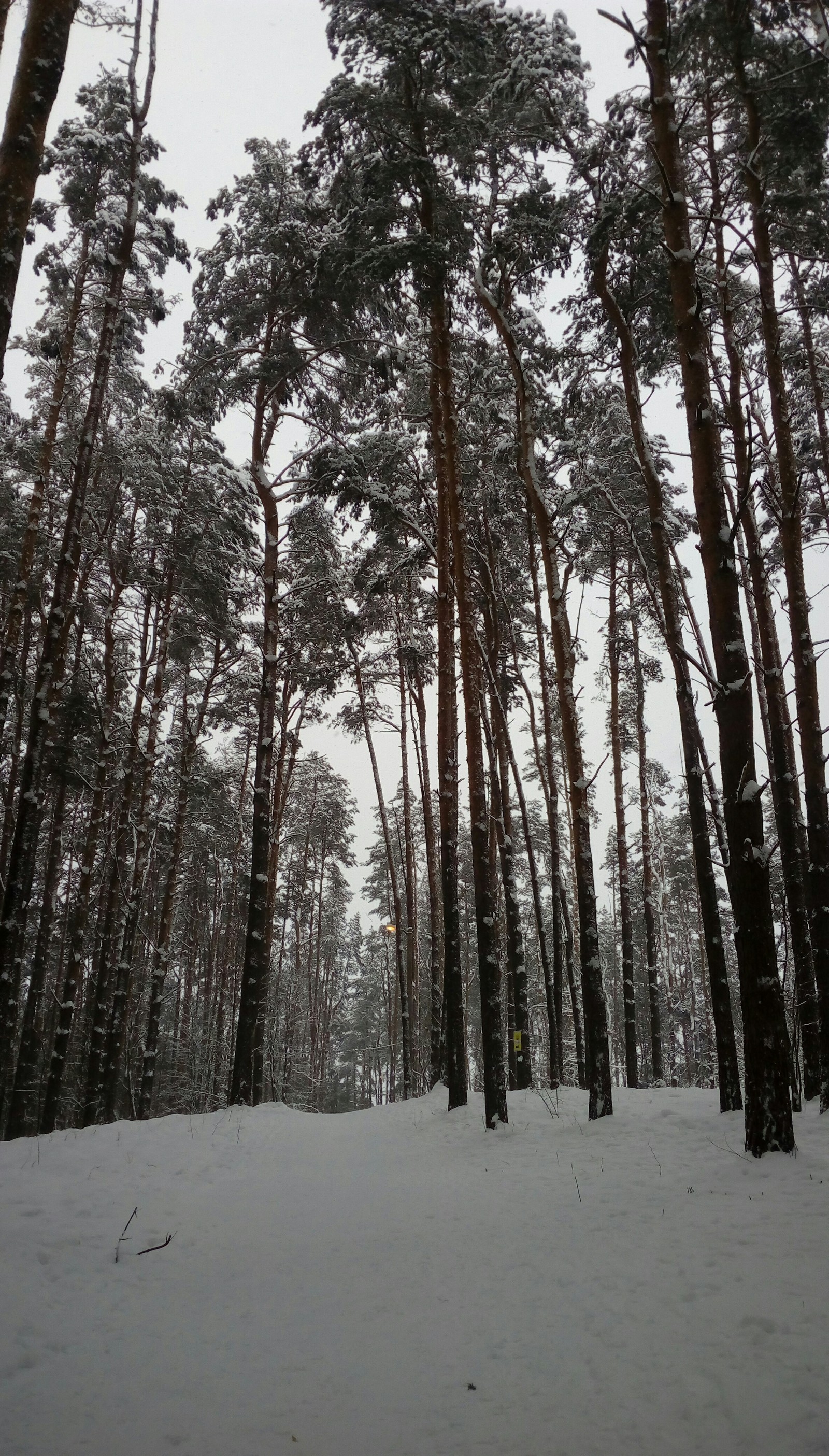 Winter.Belarus - My, Winter, Forest, Republic of Belarus, Longpost