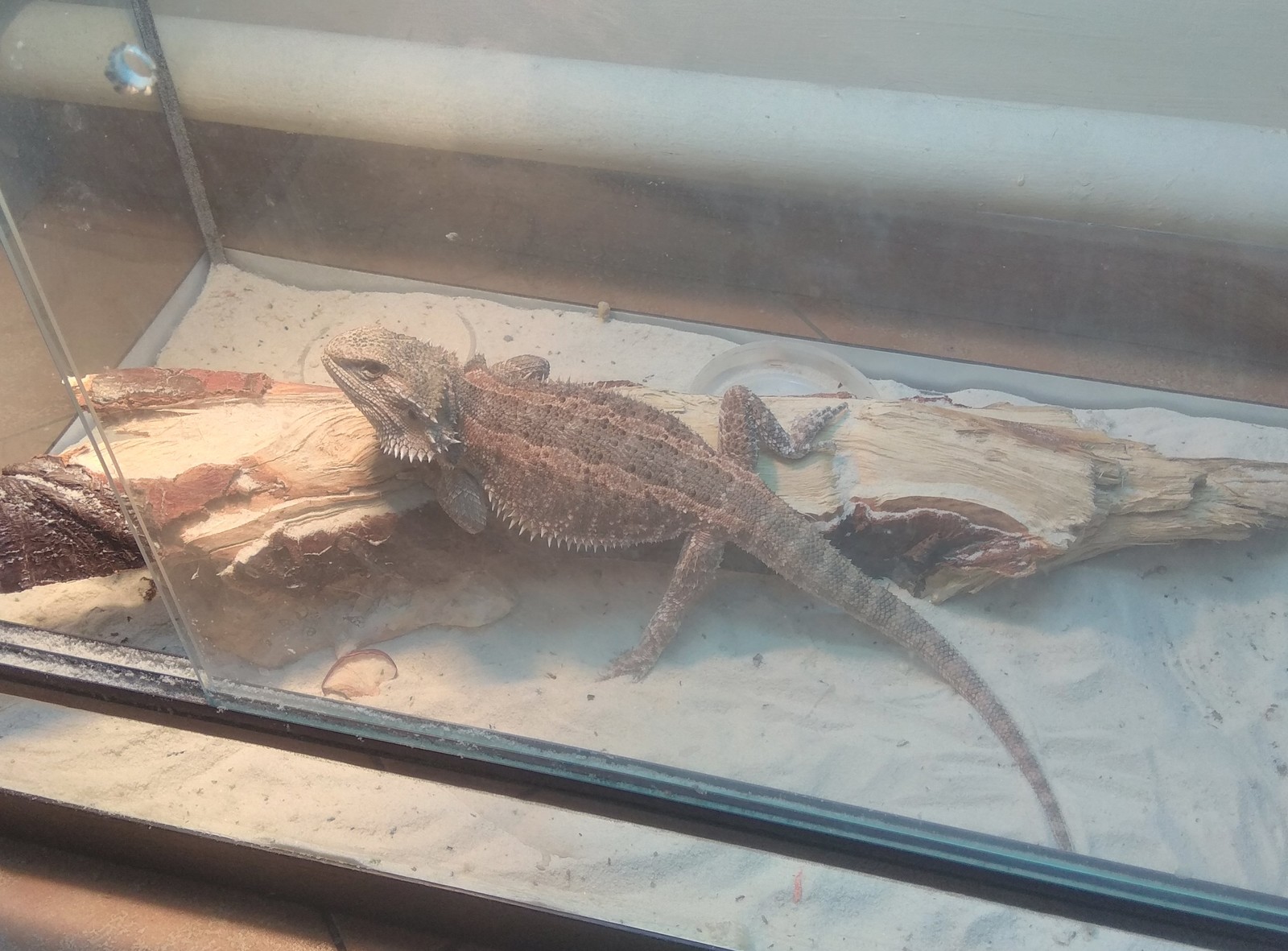 Comfortable... Probably... - My, Agama, Lizard