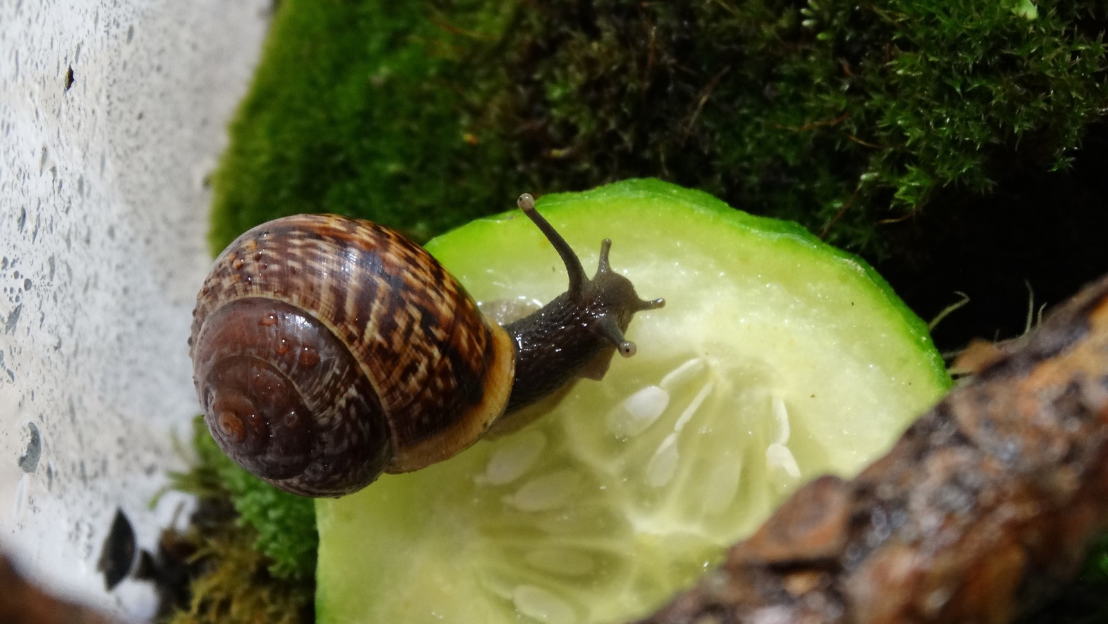 My snails - My, Snail, Pets, Longpost