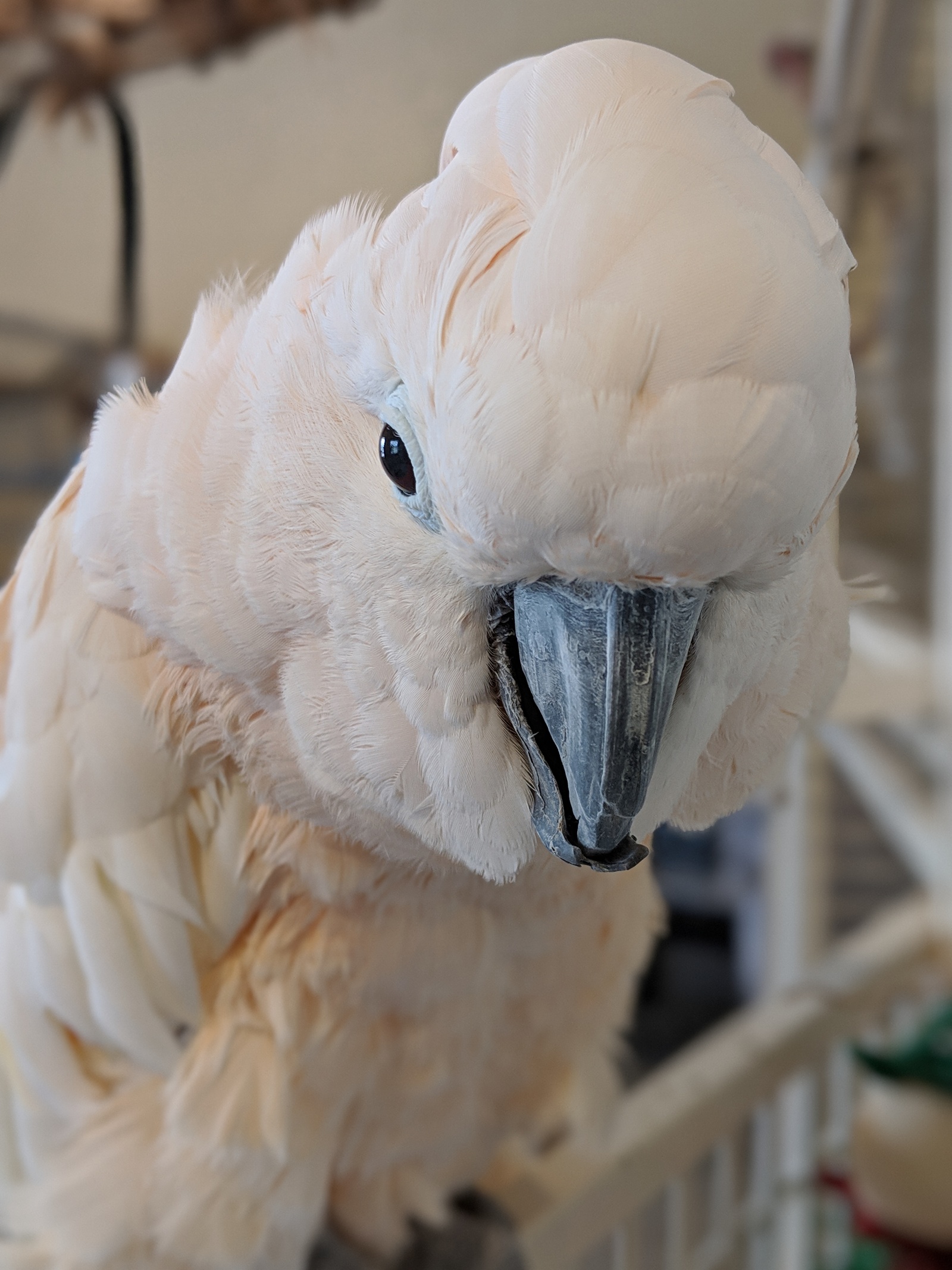 Cockatoo! - My, A parrot, Cockatoo, Shelter, Longpost