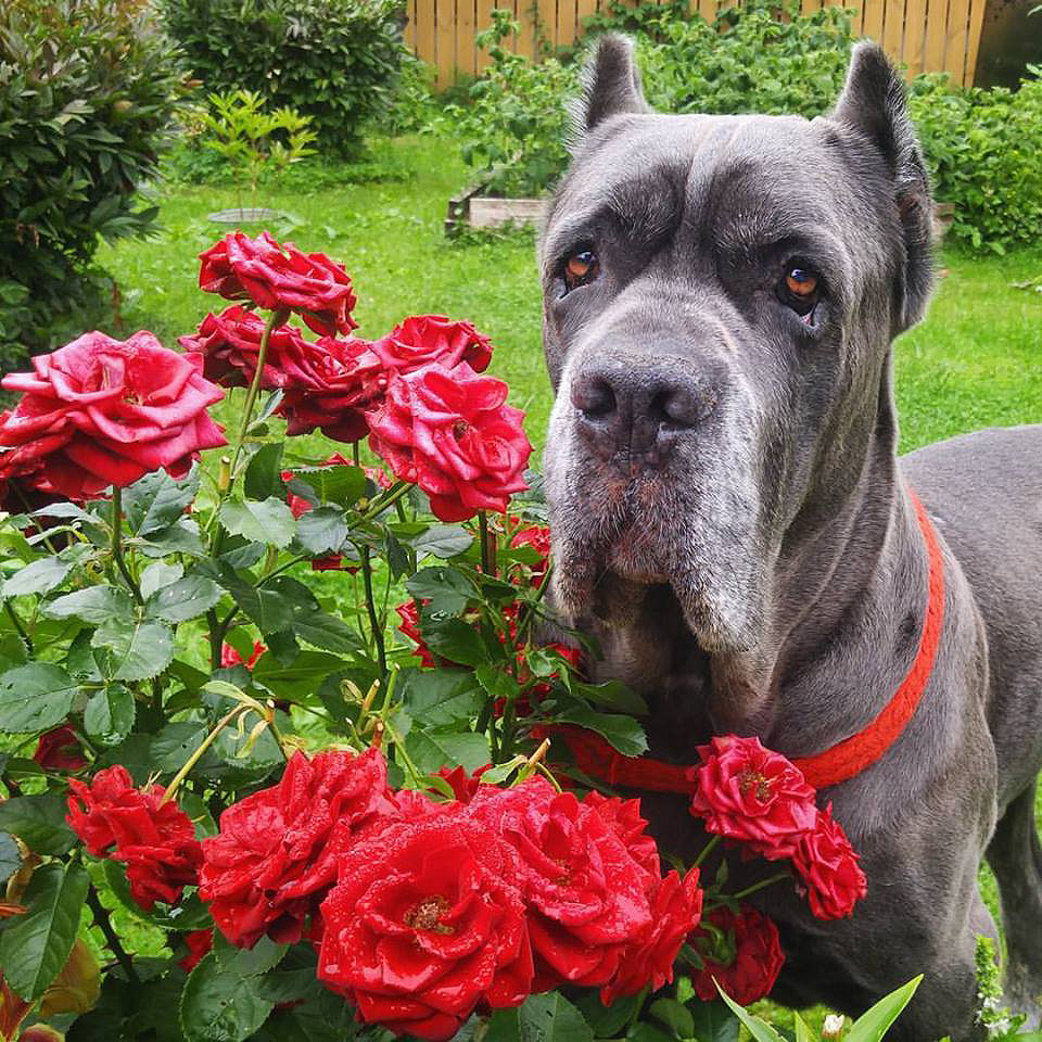 Bone Day! - My, Dog, Cane Corso, Animals, The photo, Dog days, , Longpost