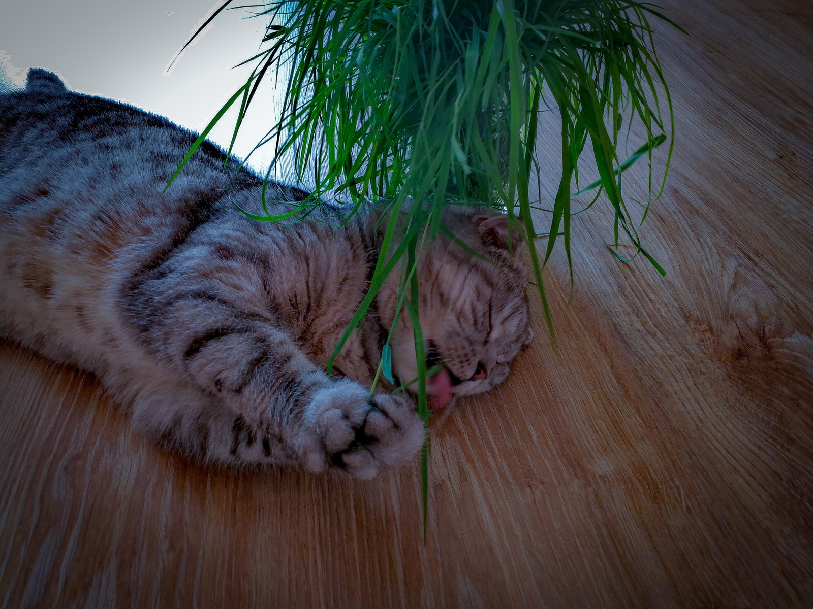 Happinnes exists... - My, cat, The photo, Happiness, Dream herb, Catomafia