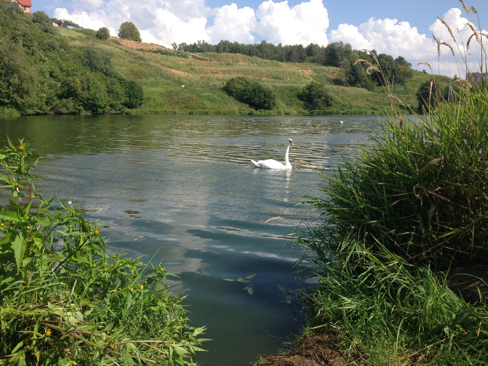 Swan geese - My, Romashkovo, , Longpost