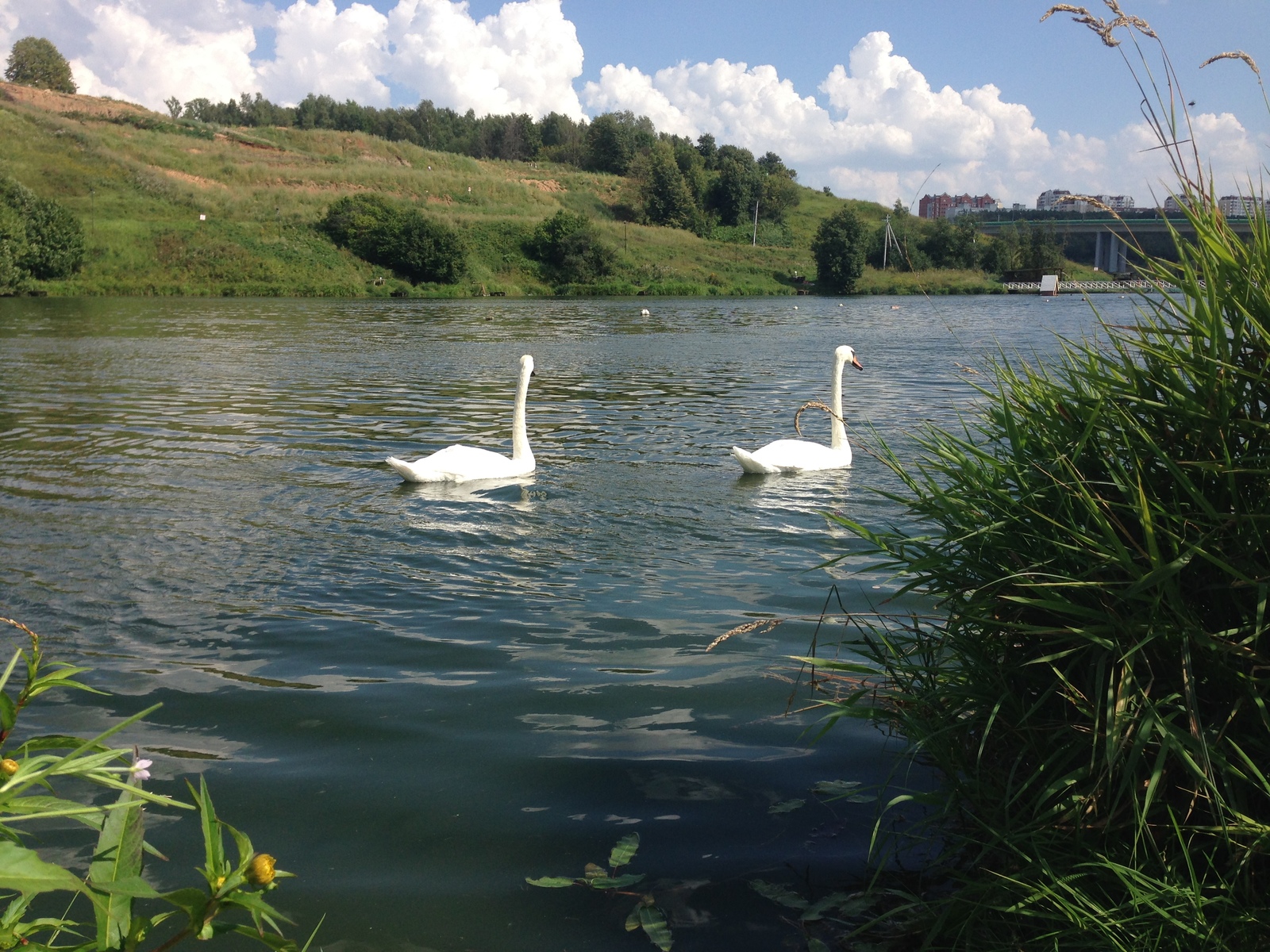 Swan geese - My, Romashkovo, , Longpost