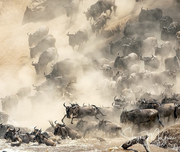 Great Animal Migration in Africa - The photo, Animals, Wildebeest, Africa, Kenya