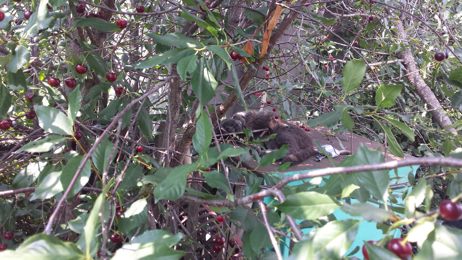 Cherry cat in a ribbon - My, cat, Catomafia, Cherry, The photo