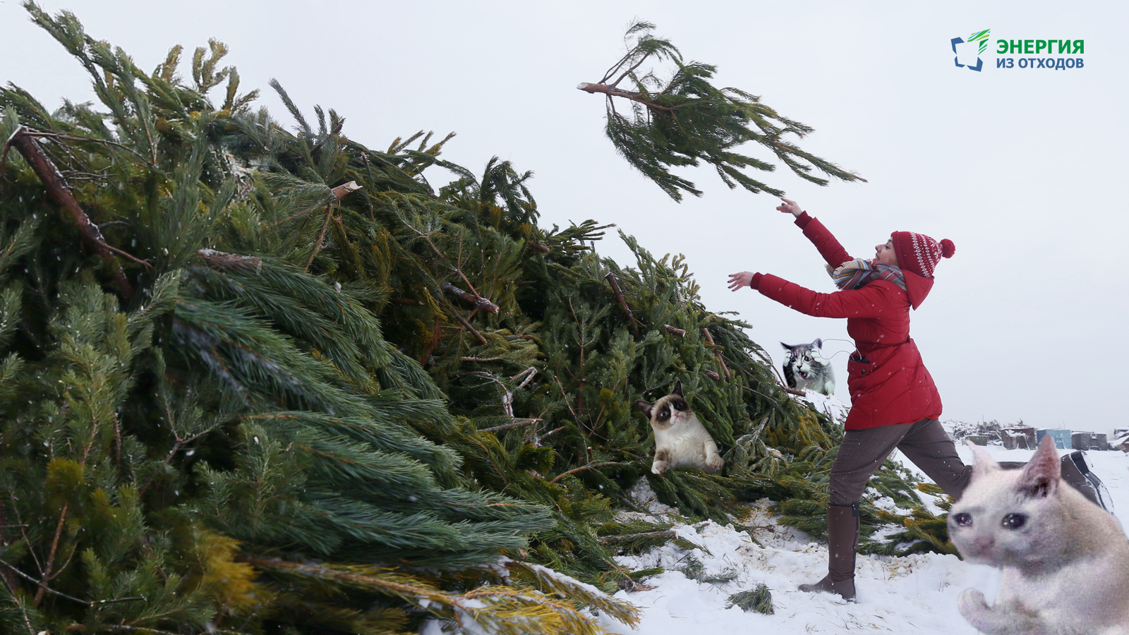 Where to put the tree? - My, Christmas tree, Waste recycling, Ecology, Disposal, Подмосковье