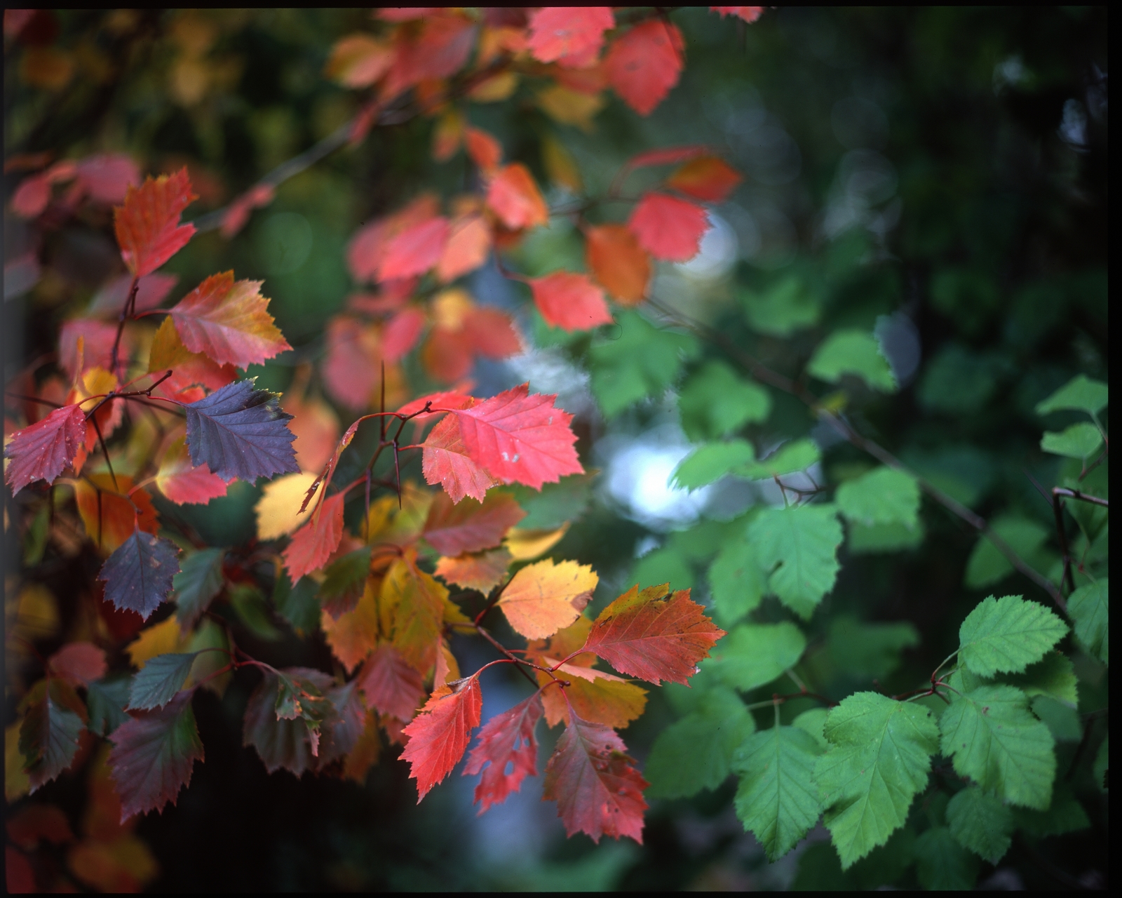 One Touch Color - My, The photo, Pentax 67, camera roll