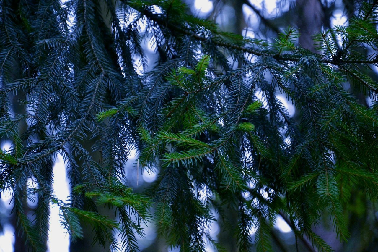 contrast disease - My, Divnomorsk, Minsk, Spider, Cones, Malta, Wave, Longpost