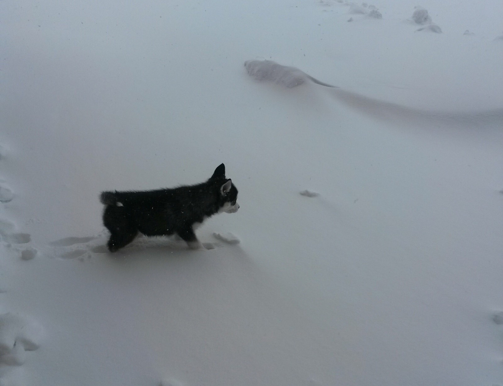 Archibald Shebekinsky - My, Husky, Dog, Archie, Puppies, Pet, Longpost, Pets