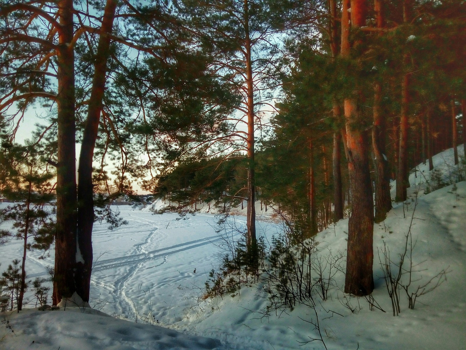 Pinery - My, Winter, Forest, Pine, Ural, Nature, The photo