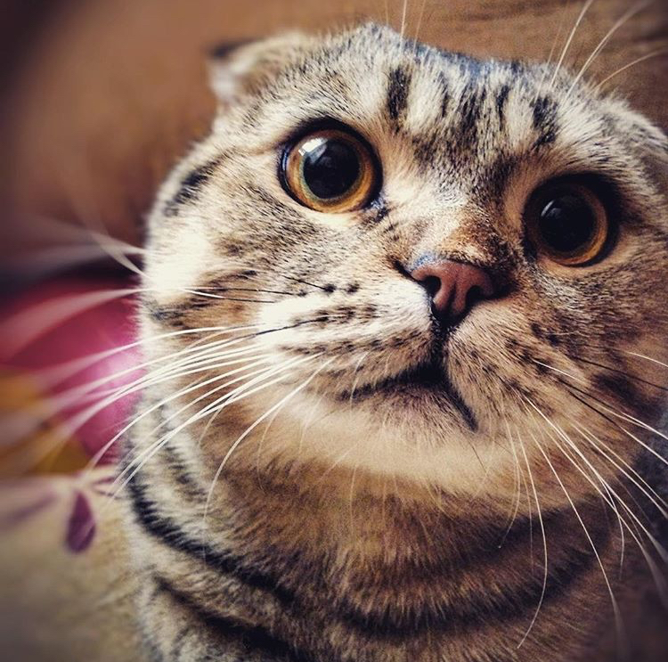 RolexXx is my Scottish fold. - My, Scottish lop-eared, , cat, Longpost