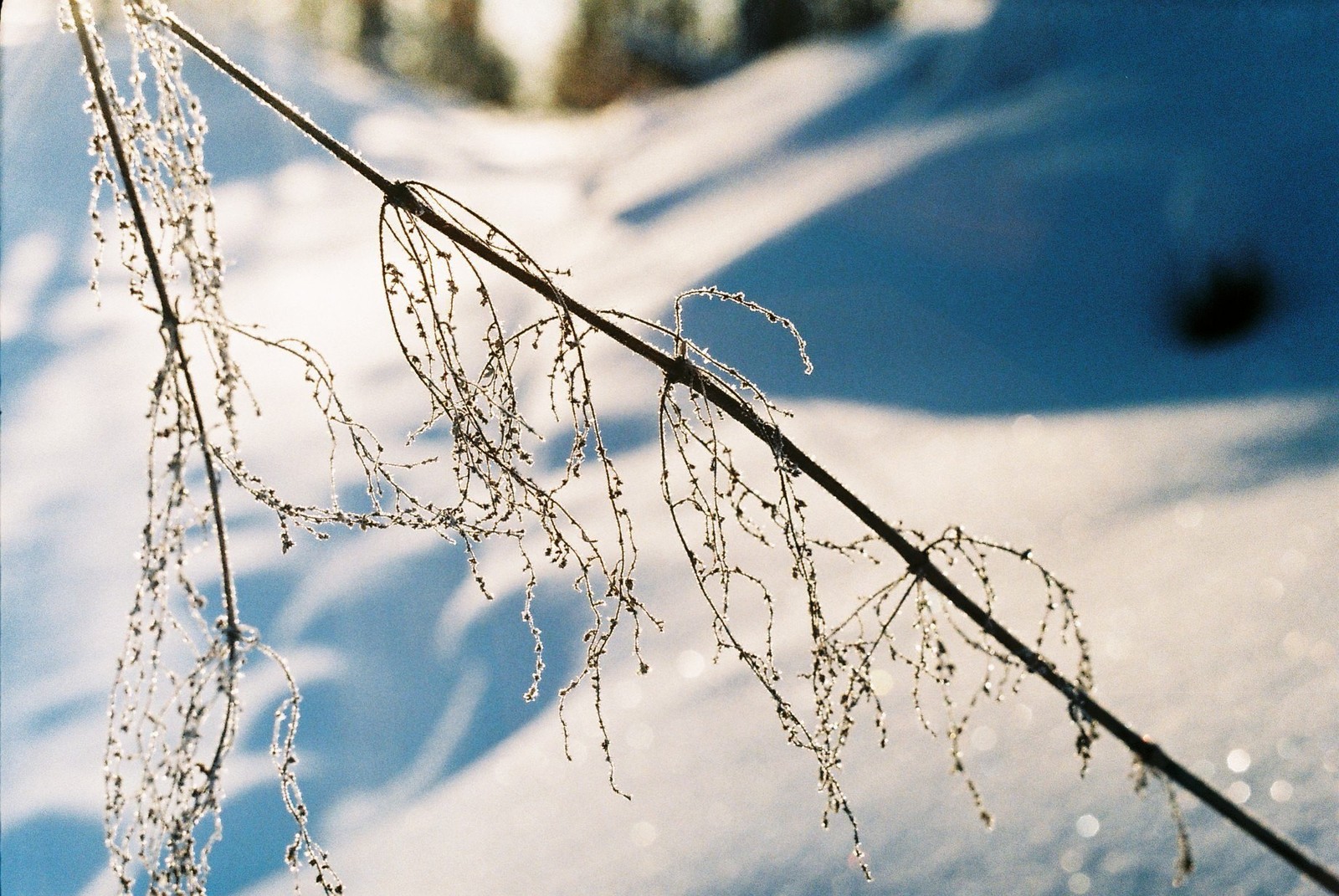 Film - My, Beginning photographer, The photo, Film, Soviet optics, Nature, Portrait, Longpost