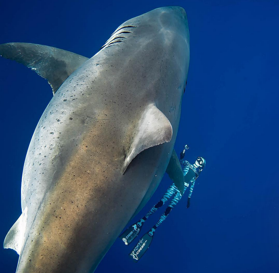 Leviathan of the blue abyss - The photo, Video, Shark, Longpost