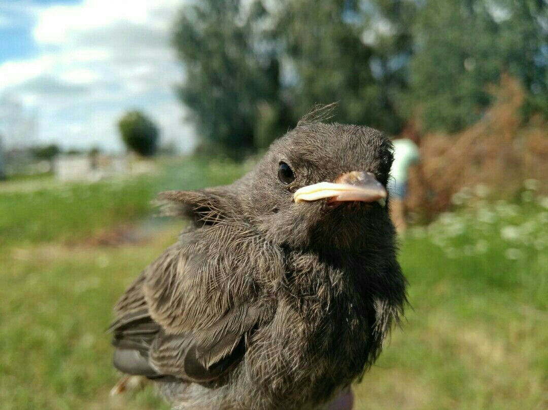 Little bird - My, What kind of bird?, Birthday, Birds