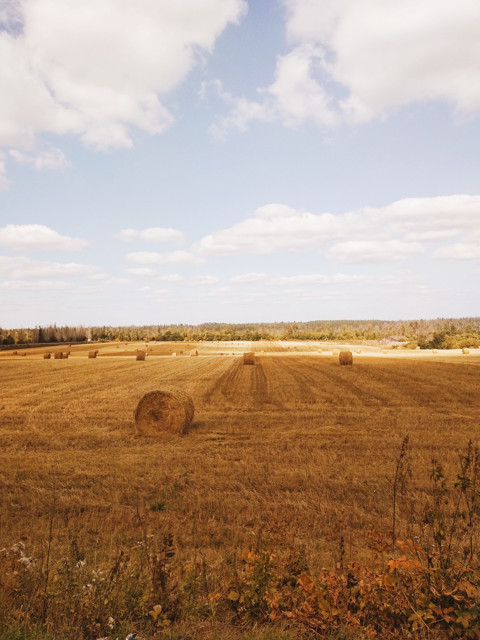 Summer - My, Beginning photographer, The photo, Nature, Longpost