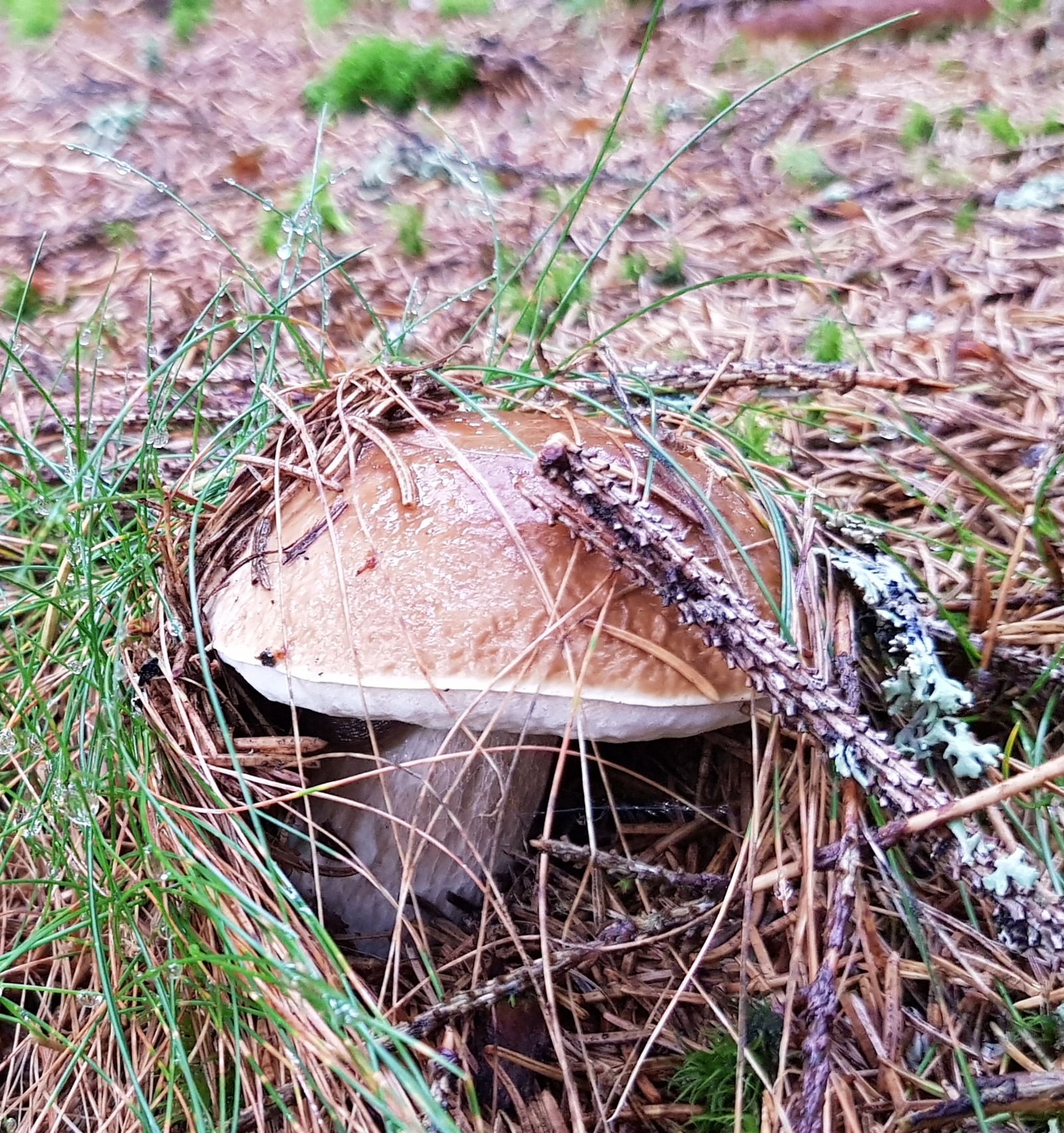 Longing for mushroom season - My, Porcini, Forest, Silent hunt, Mushrooms, Longpost