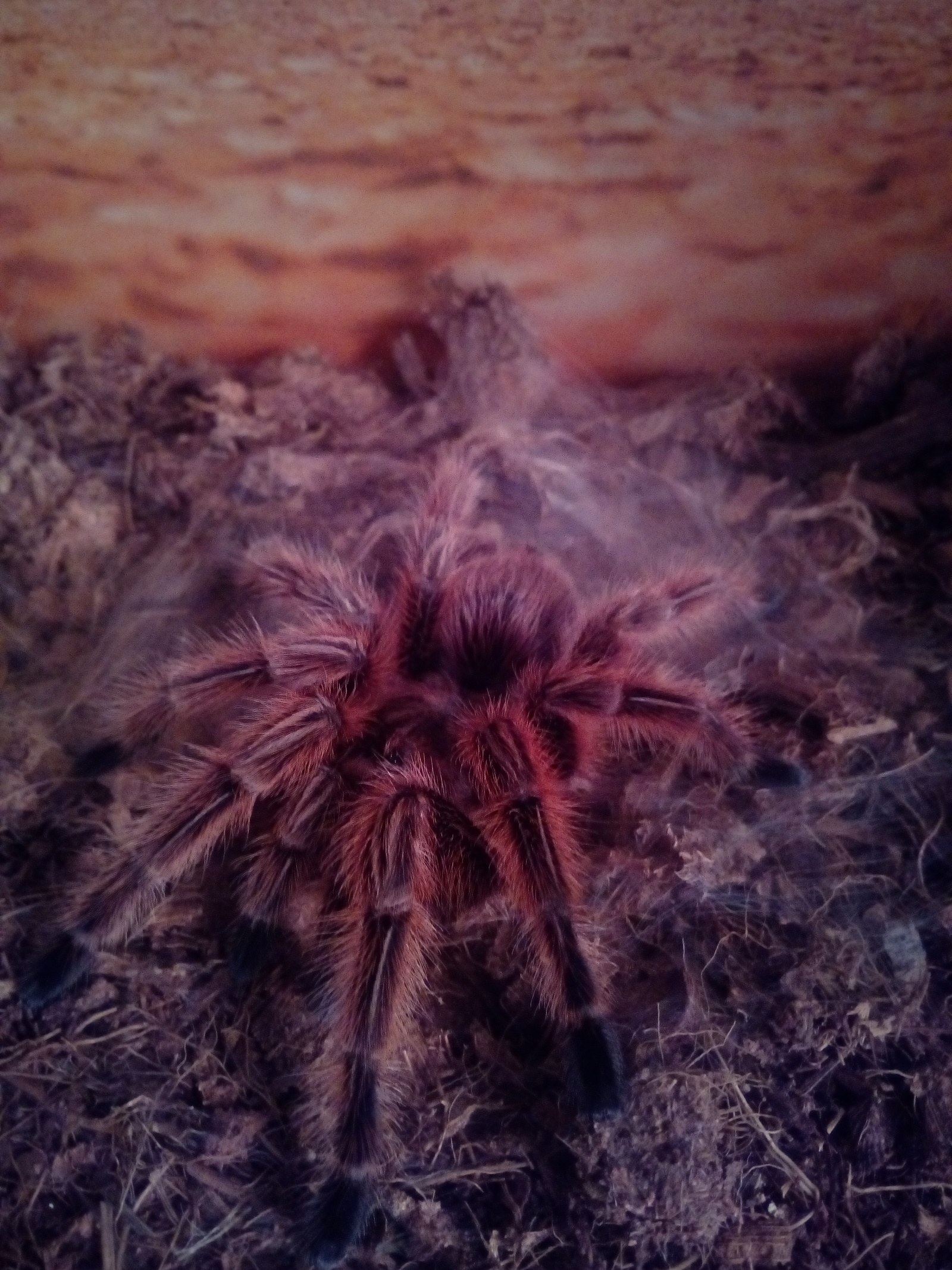 Our beauty finally shed, and what a bright she immediately became, pink. - My, , Chilean Pink Tarantula, Grammostola, Hobby, Pets, Spider, Longpost