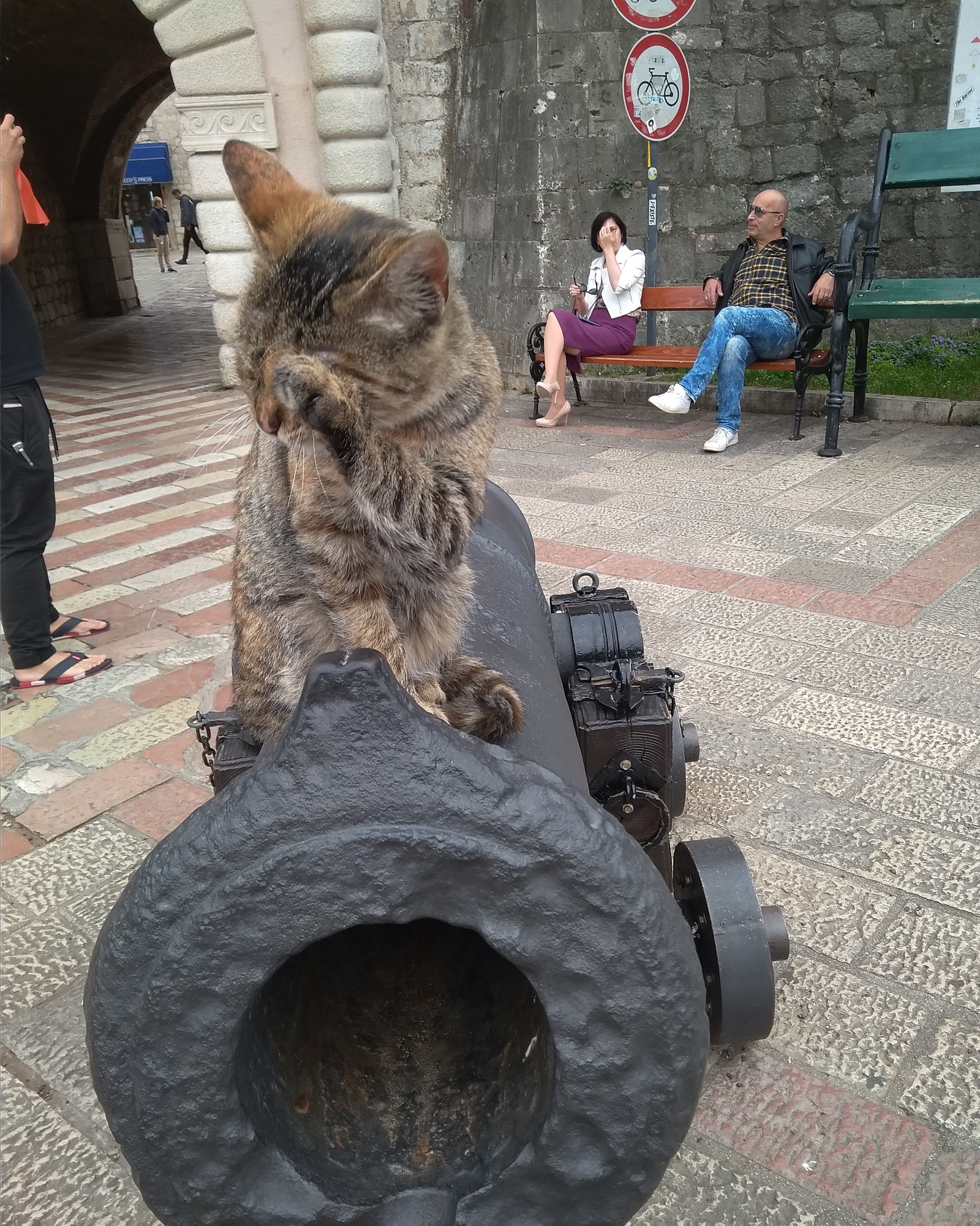 Montenegrin cats - My, cat, Travels, Montenegro, Animals, Longpost