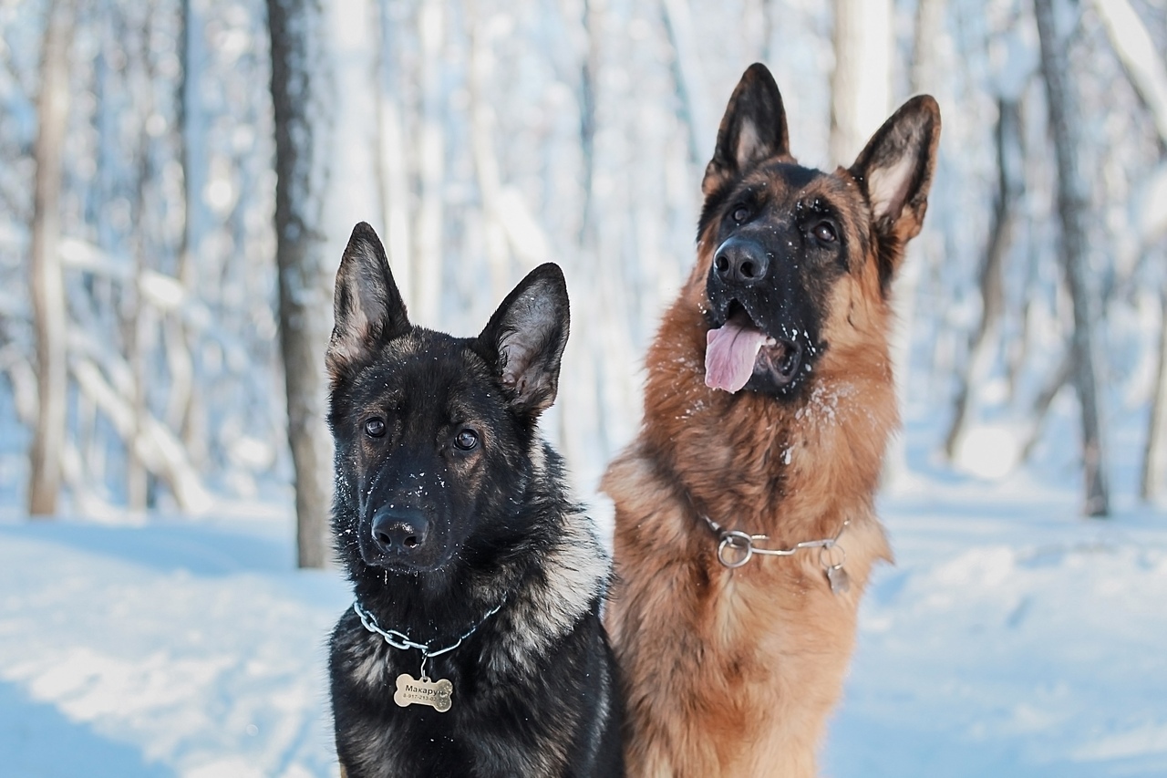 Sheepdog everyday life - German Shepherd, Dog, Longpost