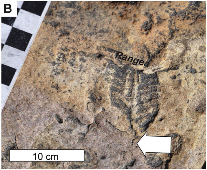 Sedimentary rocks with imprints of Precambrian metazoans could have formed on land - The science, Paleontology, Geology, , Ediacaran, Sorb, Copy-paste, Elementy ru, Longpost, Rocks