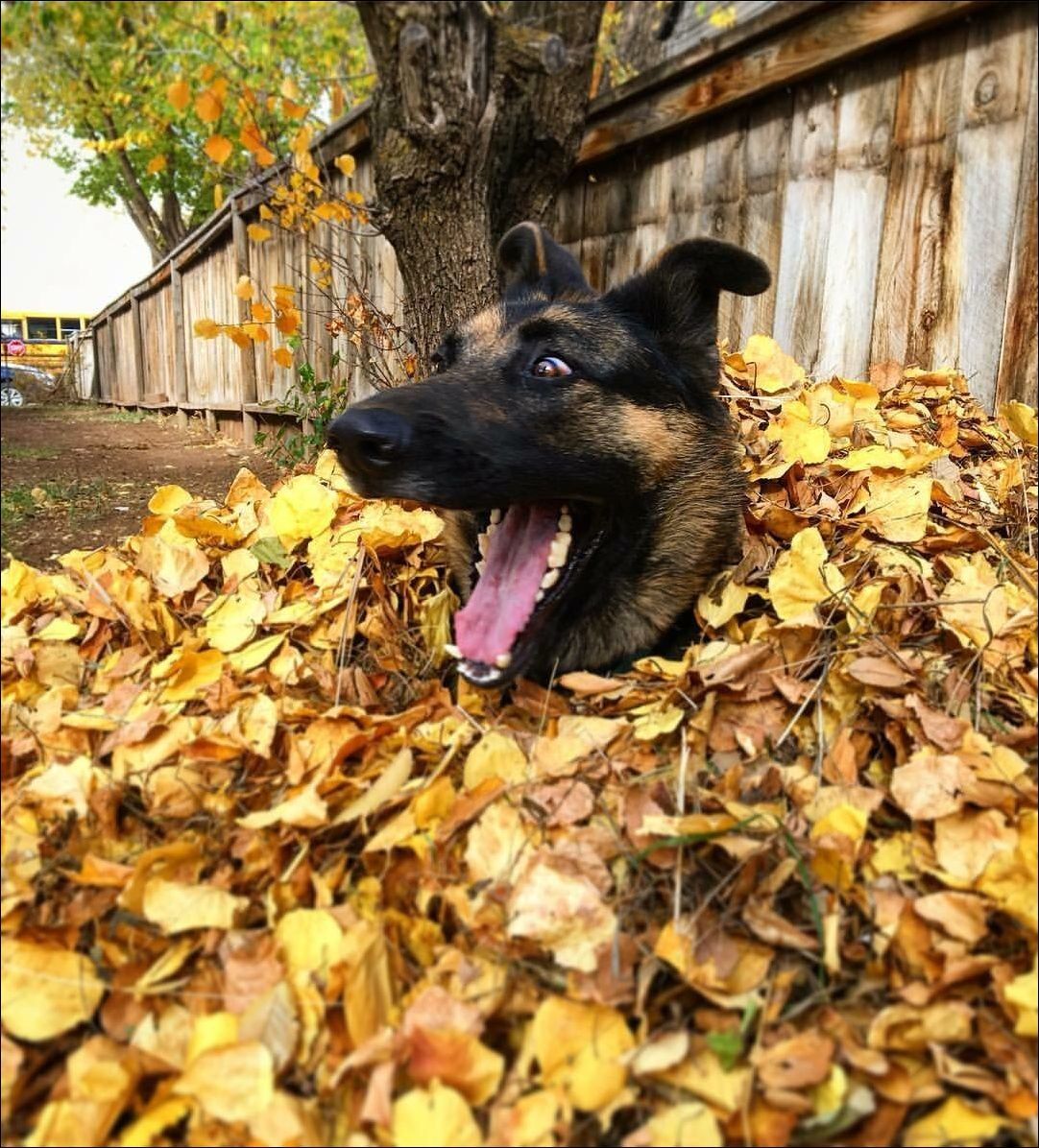 Happiness - Dog, Emotions, Autumn, Leaves, The photo